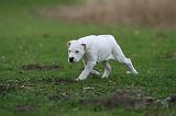DOGUE ARGENTIN 255